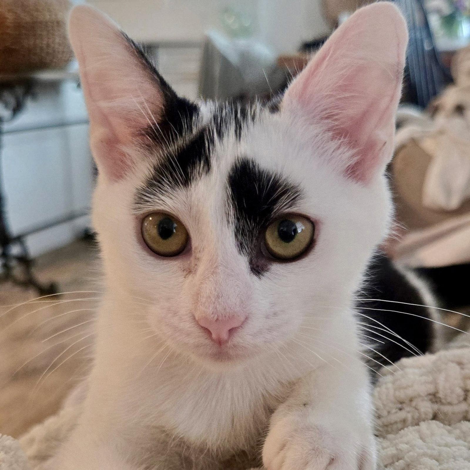 Enlarge Dolly, a Adoptable Domestic Short Hair in Flushing, NY image 3/3