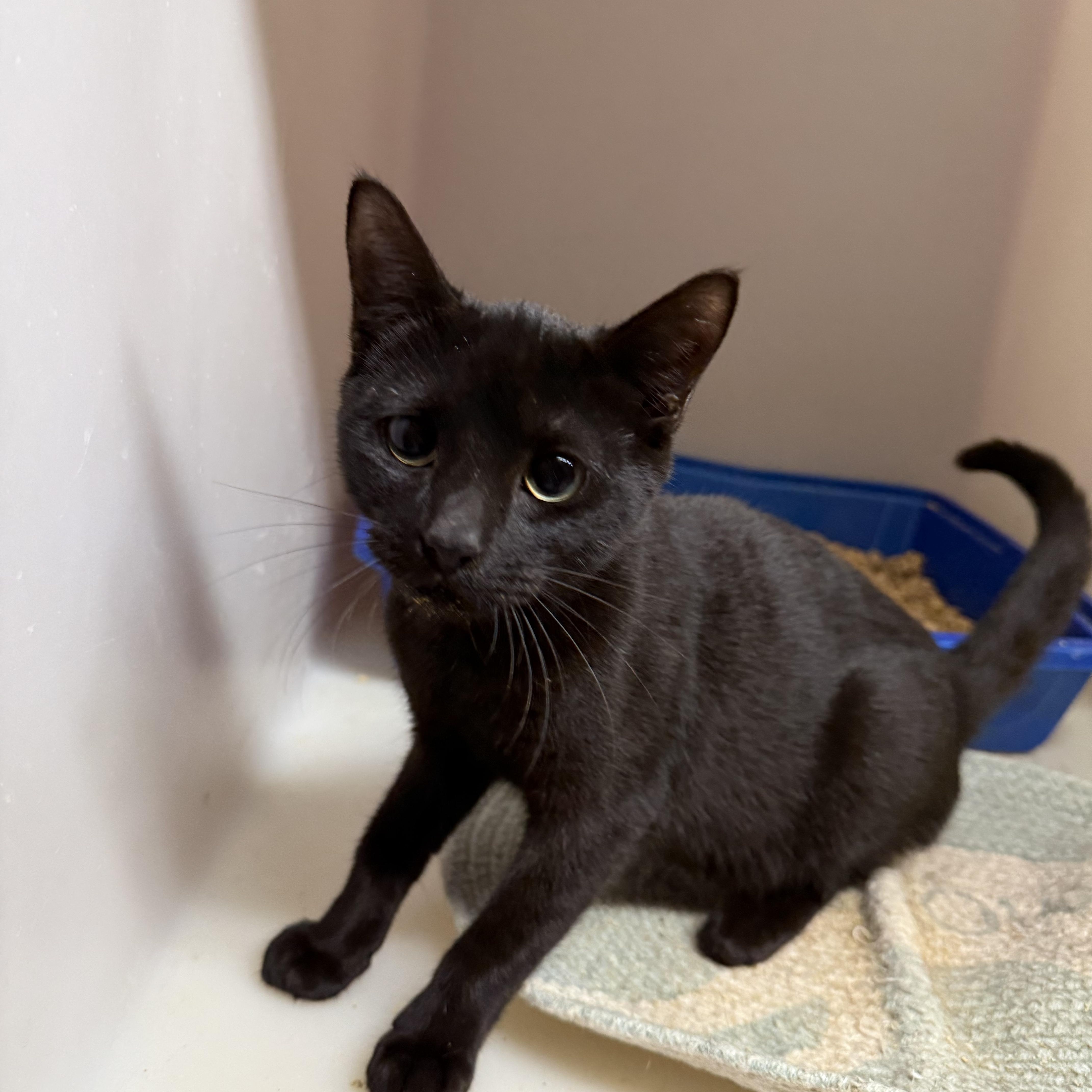 Enlarge Pocus 11885, a Adoptable Domestic Short Hair in Elberton, GA image 1/1