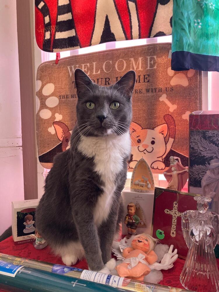 Enlarge Luke, a Adoptable Domestic Short Hair in Skippack, PA image 1/6