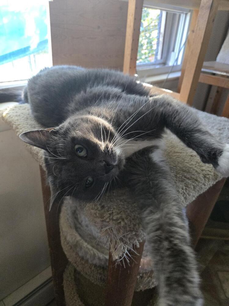 Enlarge Luke, a Adoptable Domestic Short Hair in Skippack, PA image 2/6