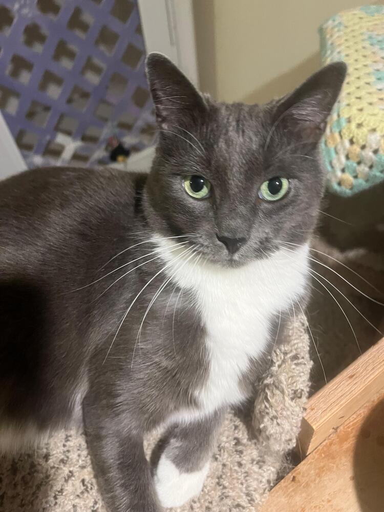 Enlarge Luke, a Adoptable Domestic Short Hair in Skippack, PA image 2/6