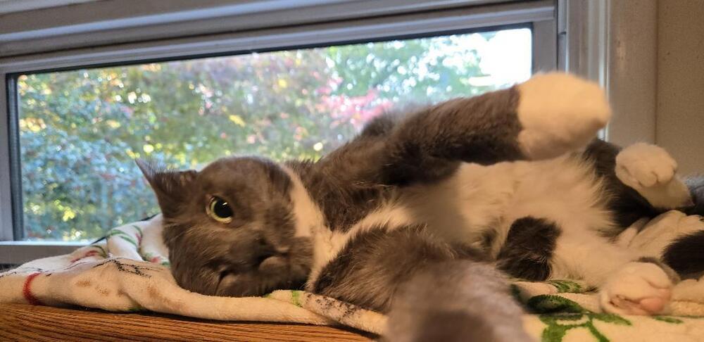 Enlarge Luke, a Adoptable Domestic Short Hair in Skippack, PA image 3/6