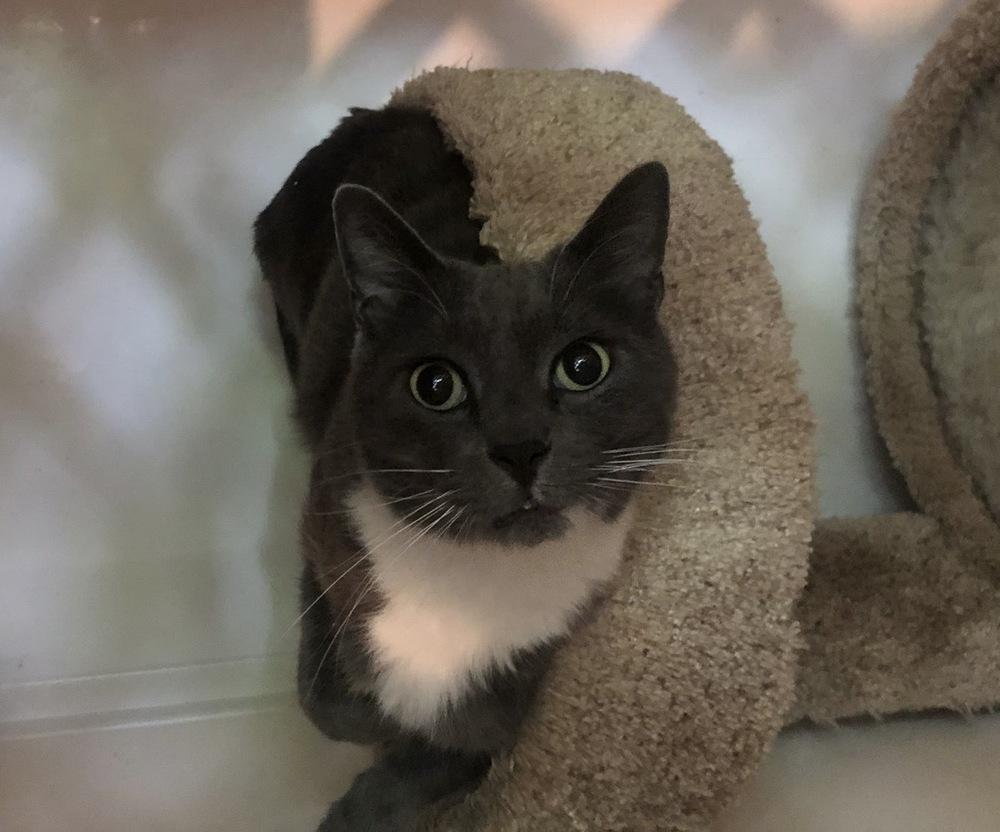 Enlarge Luke, a Adoptable Domestic Short Hair in Skippack, PA image 5/6