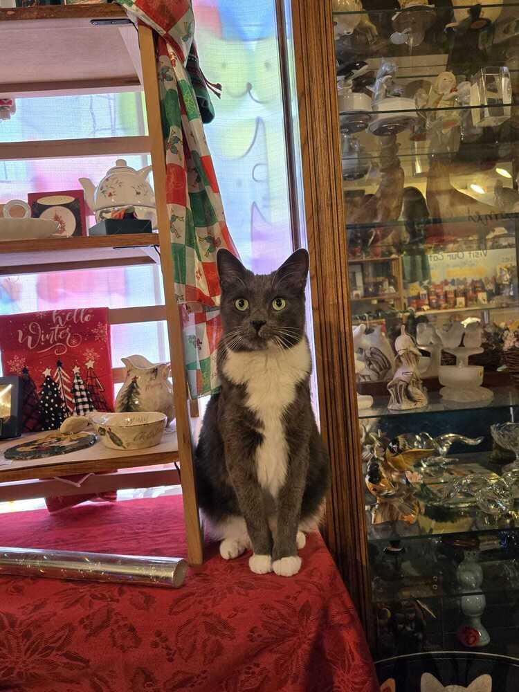 Enlarge Luke, a Adoptable Domestic Short Hair in Skippack, PA image 5/6