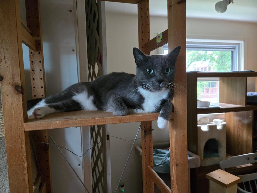 Enlarge Luke, a Adoptable Domestic Short Hair in Skippack, PA image 6/6