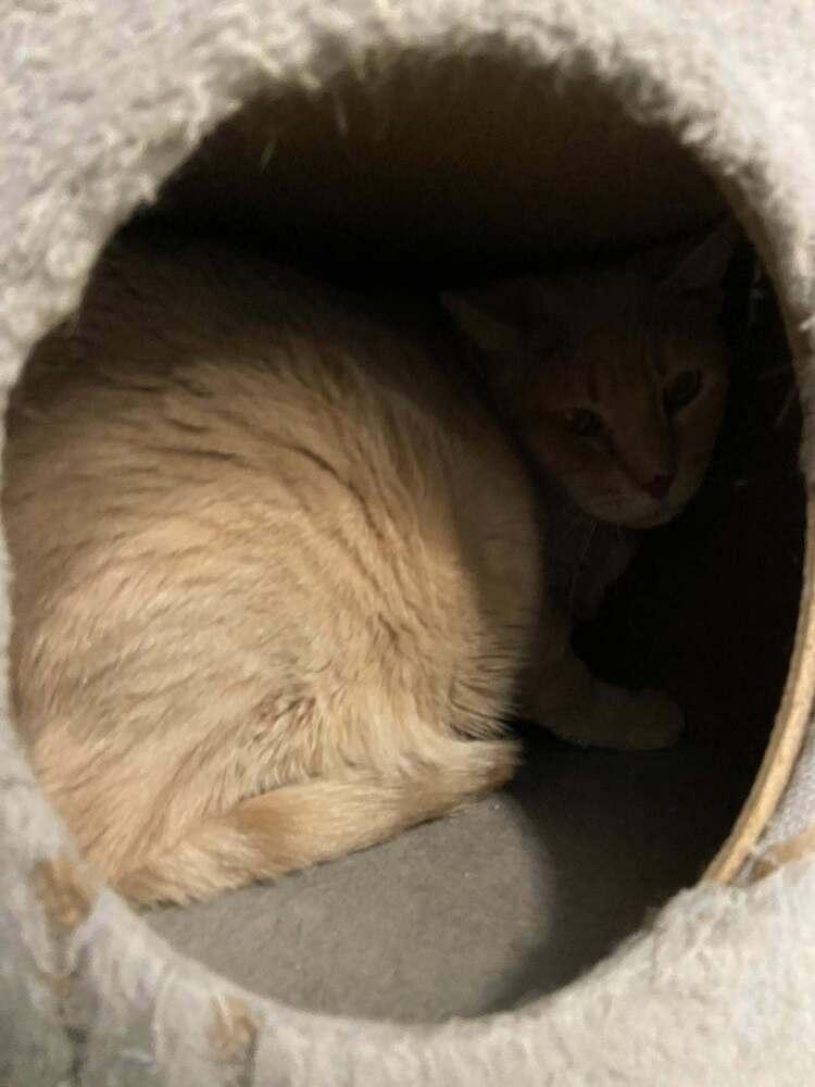 Enlarge Landon, a Adoptable Domestic Short Hair in O'Fallon, MO image 1/2