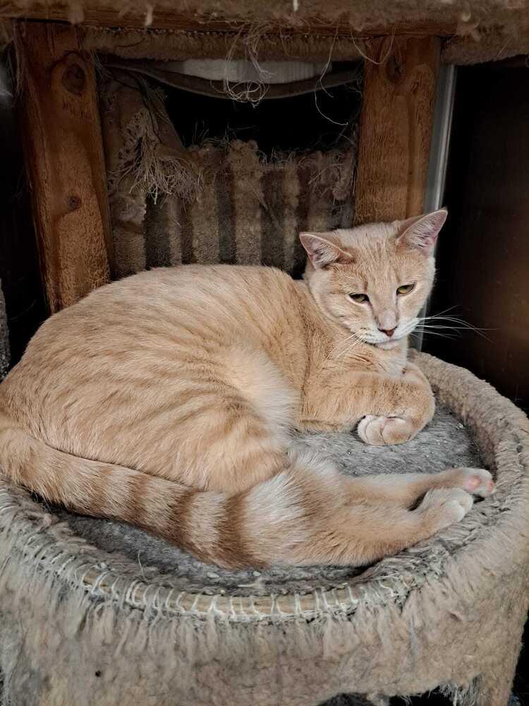 Enlarge Landon, a Adoptable Domestic Short Hair in O'Fallon, MO image 2/2