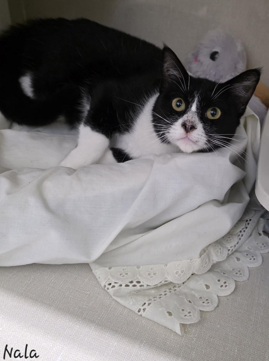 Enlarge Nala, a ADOPTABLE Domestic Short Hair in Key Largo, FL image 5/5