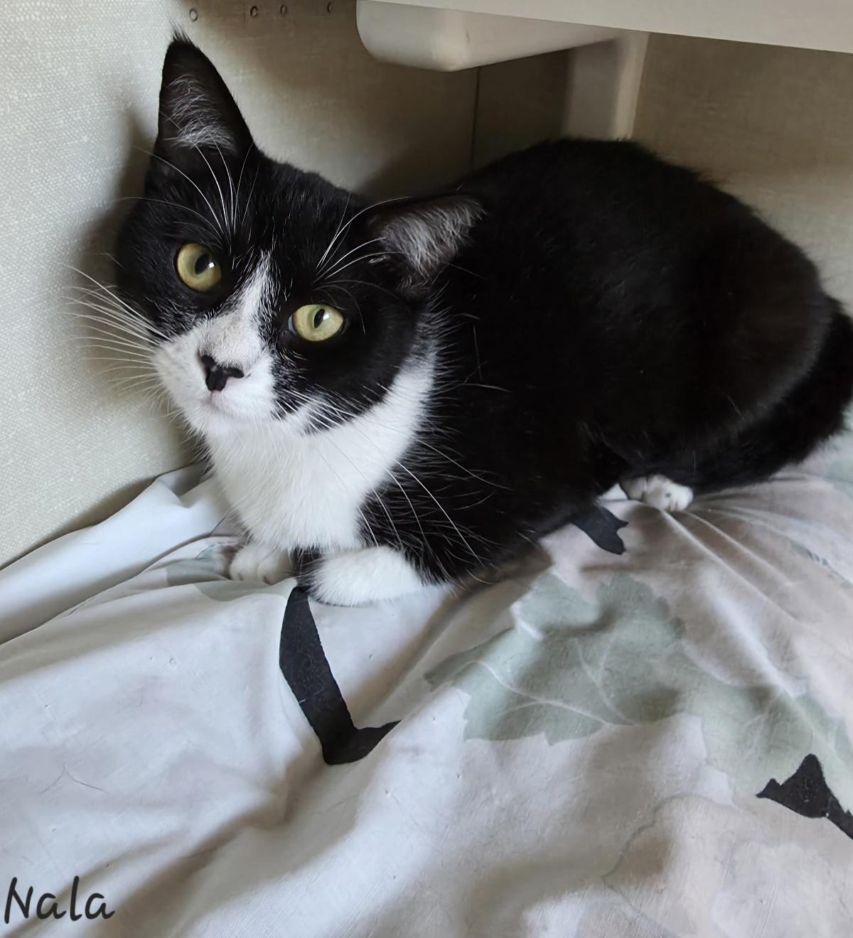 Enlarge Nala, a ADOPTABLE Domestic Short Hair in Key Largo, FL image 3/4