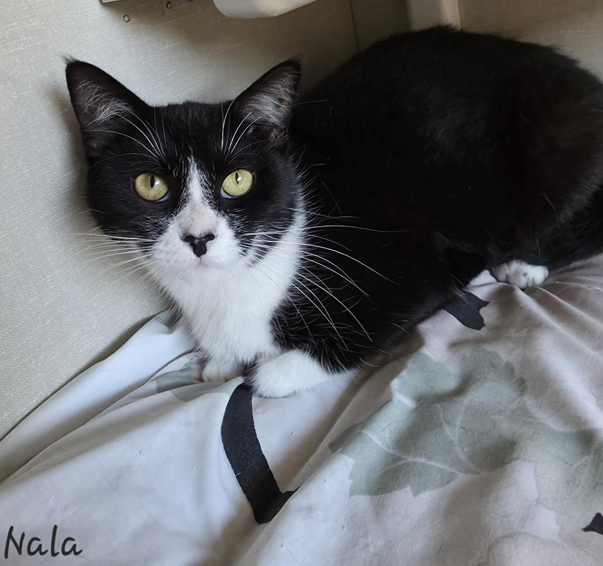 Enlarge Nala, a ADOPTABLE Domestic Short Hair in Key Largo, FL image 2/4