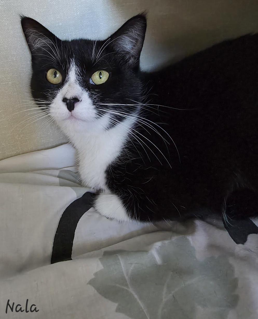 Enlarge Nala, a ADOPTABLE Domestic Short Hair in Key Largo, FL image 1/4