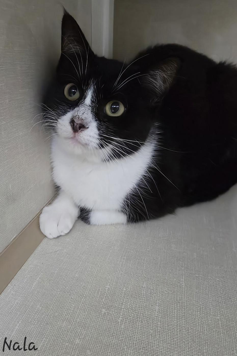 Enlarge Nala, a ADOPTABLE Domestic Short Hair in Key Largo, FL image 1/5