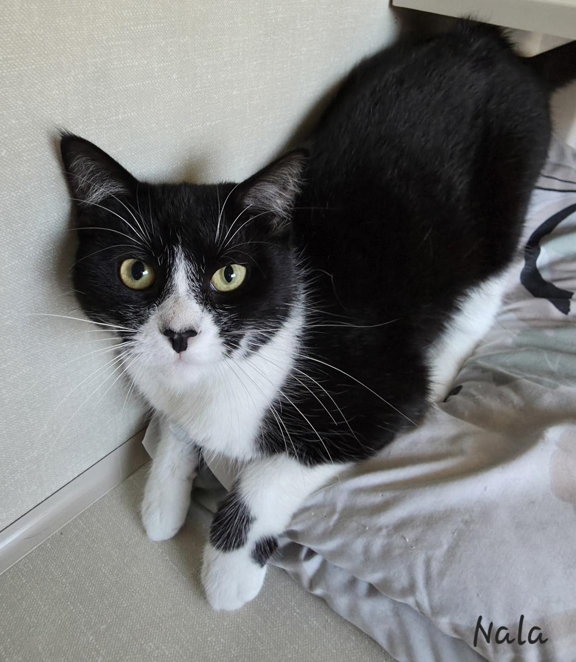 Enlarge Nala, a ADOPTABLE Domestic Short Hair in Key Largo, FL image 4/4