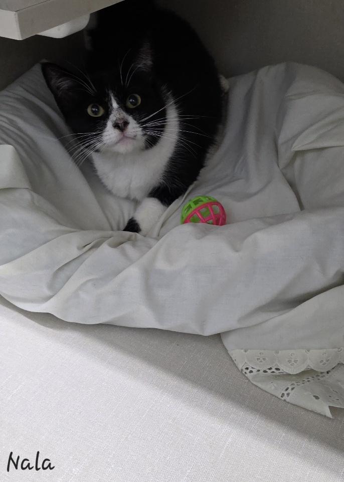 Enlarge Nala, a ADOPTABLE Domestic Short Hair in Key Largo, FL image 3/5