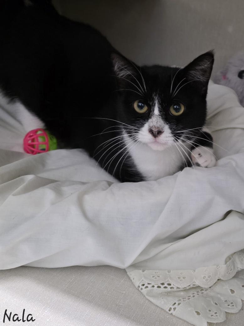 Enlarge Nala, a ADOPTABLE Domestic Short Hair in Key Largo, FL image 4/5