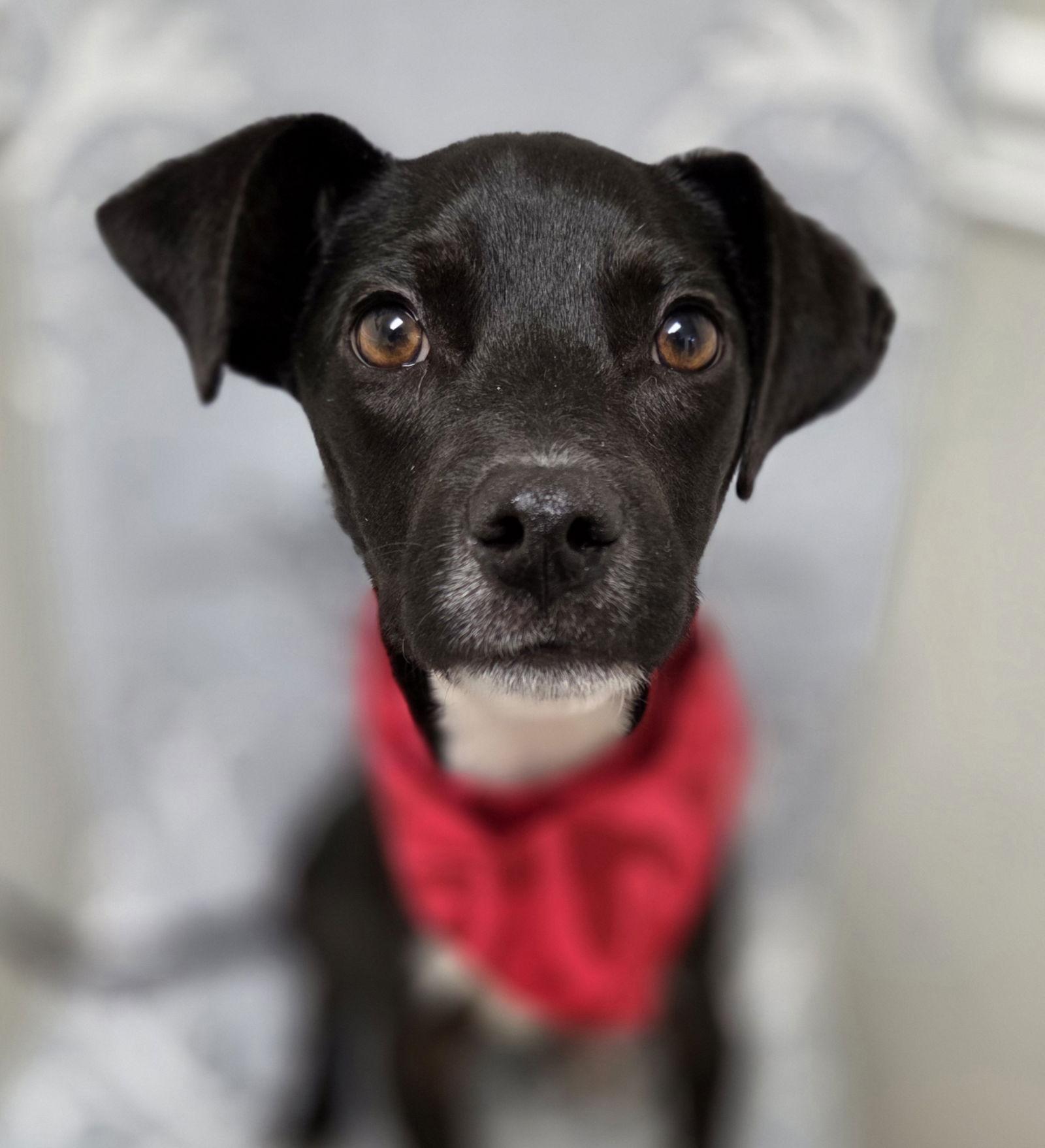 Enlarge Gambit, a Adopted mixed breed in Magnolia Springs, AL image 1/3