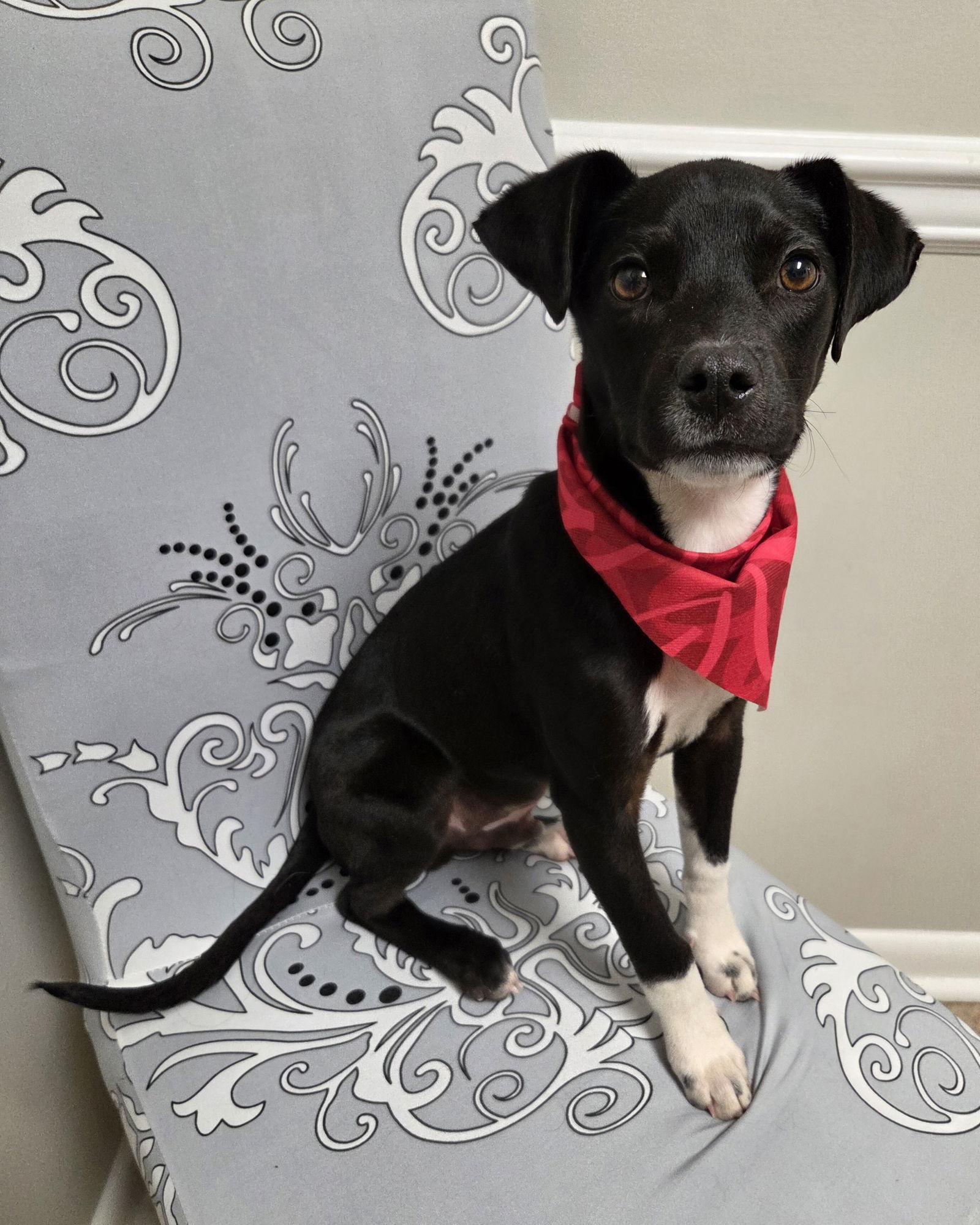 Enlarge Gambit, a Adopted mixed breed in Magnolia Springs, AL image 2/3