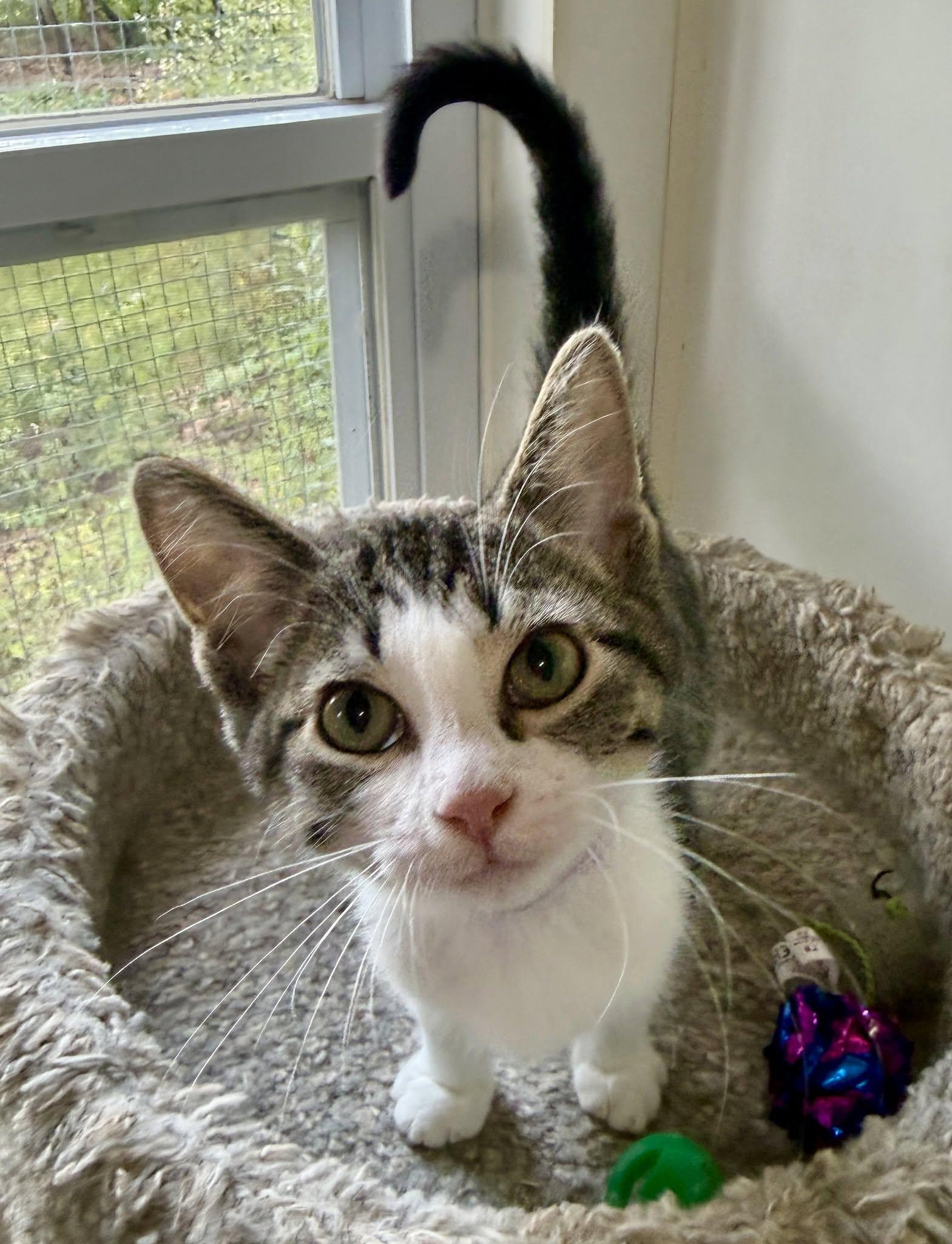 Enlarge Willadeene, a ADOPTABLE Domestic Short Hair in Ashland, OH image 1/4