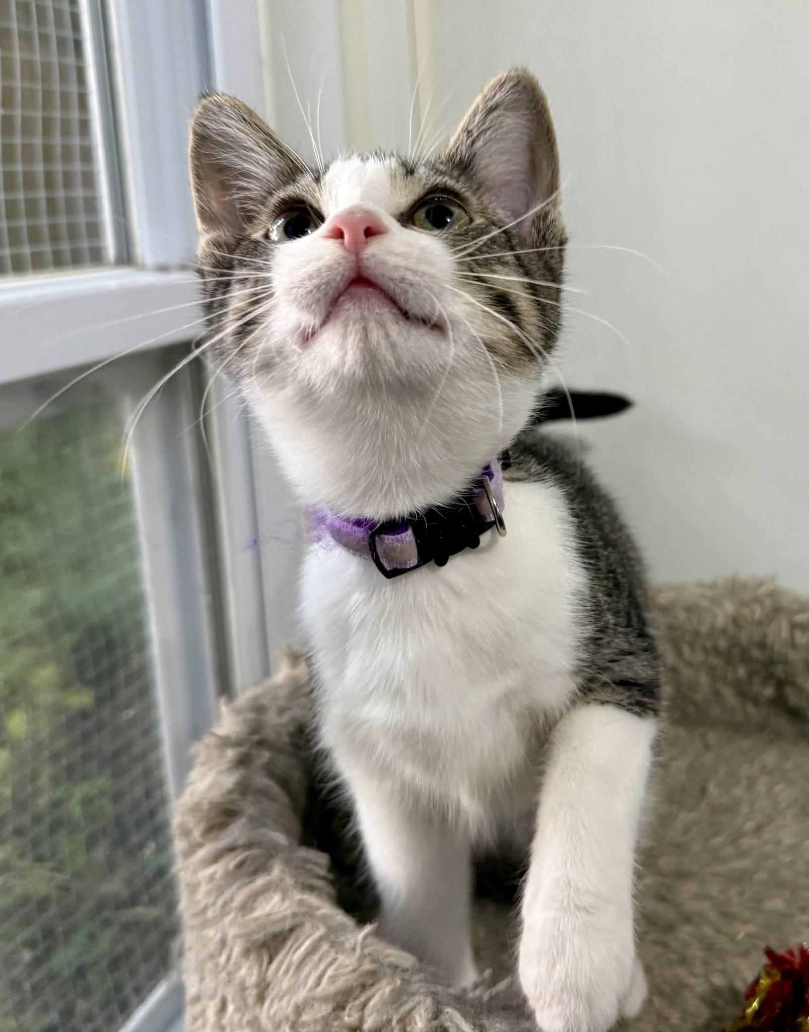 Enlarge Willadeene, a ADOPTABLE Domestic Short Hair in Ashland, OH image 3/4