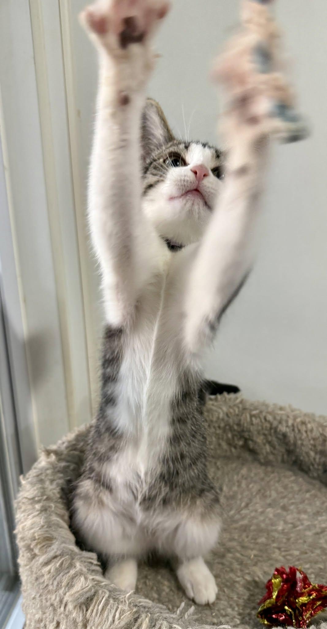 Enlarge Willadeene, a ADOPTABLE Domestic Short Hair in Ashland, OH image 2/4