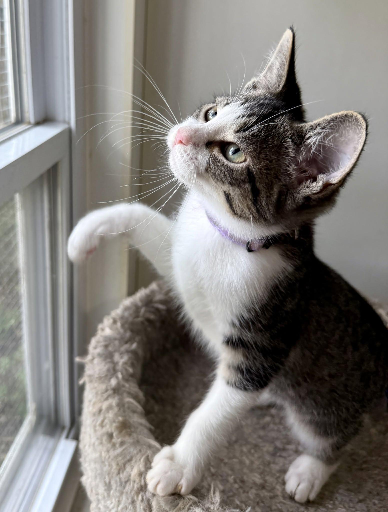 Enlarge Willadeene, a ADOPTABLE Domestic Short Hair in Ashland, OH image 4/4