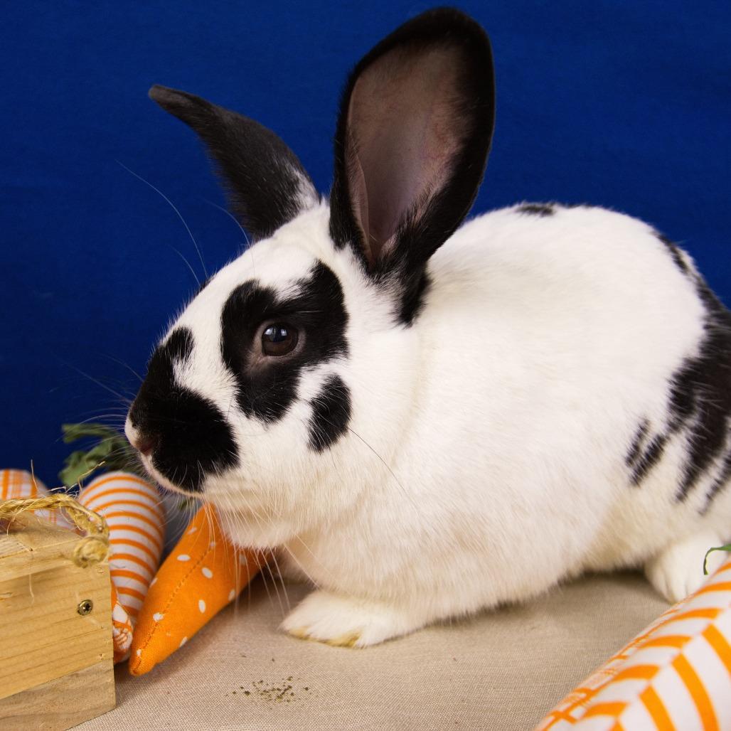 Stumper, Adoptable, Adult Male Bunny Rabbit.