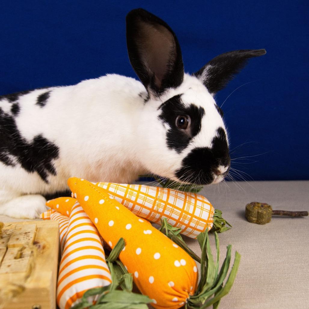Enlarge Stumper, a Adoptable Bunny Rabbit in Newport, PA image 2/4