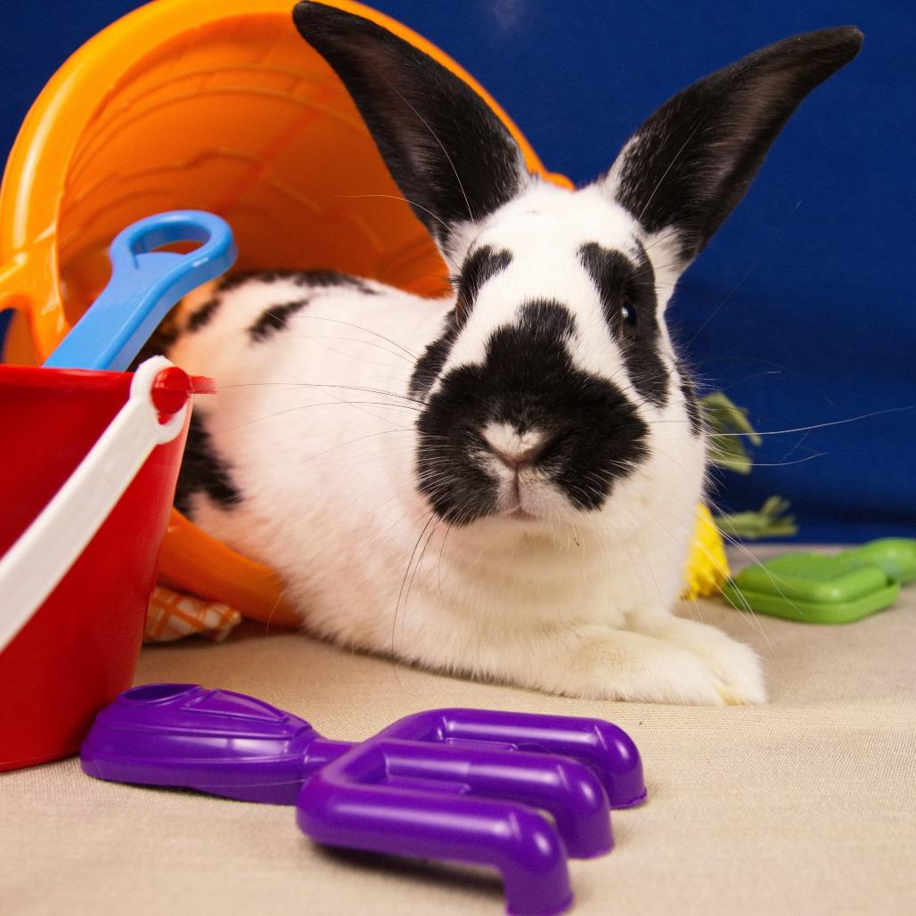 Enlarge Stumper, a Adoptable Bunny Rabbit in Newport, PA image 3/4