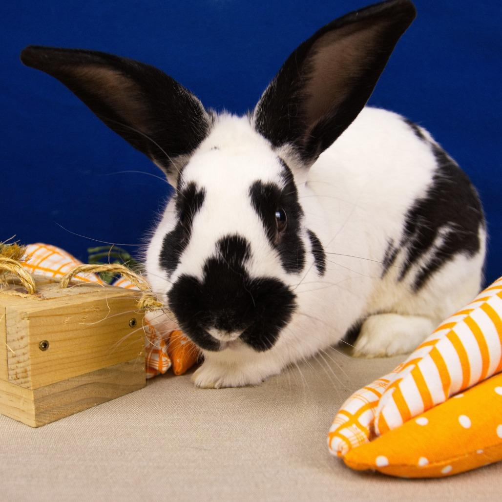 Enlarge Stumper, a Adoptable Bunny Rabbit in Newport, PA image 4/4