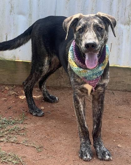 Frito Fee Sponsored, Adoptable, Puppy Male Labrador Retriever & Mixed Breed.