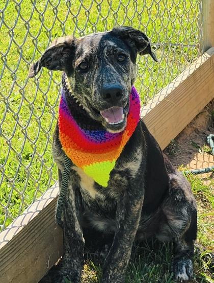 Enlarge Frito Fee Sponsored, a Adoptable mixed breed in Seneca, SC image 2/3