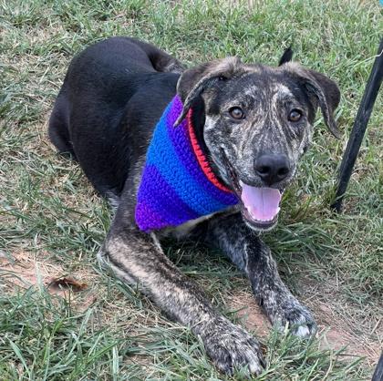 Enlarge Frito Fee Sponsored, a Adoptable mixed breed in Seneca, SC image 3/3
