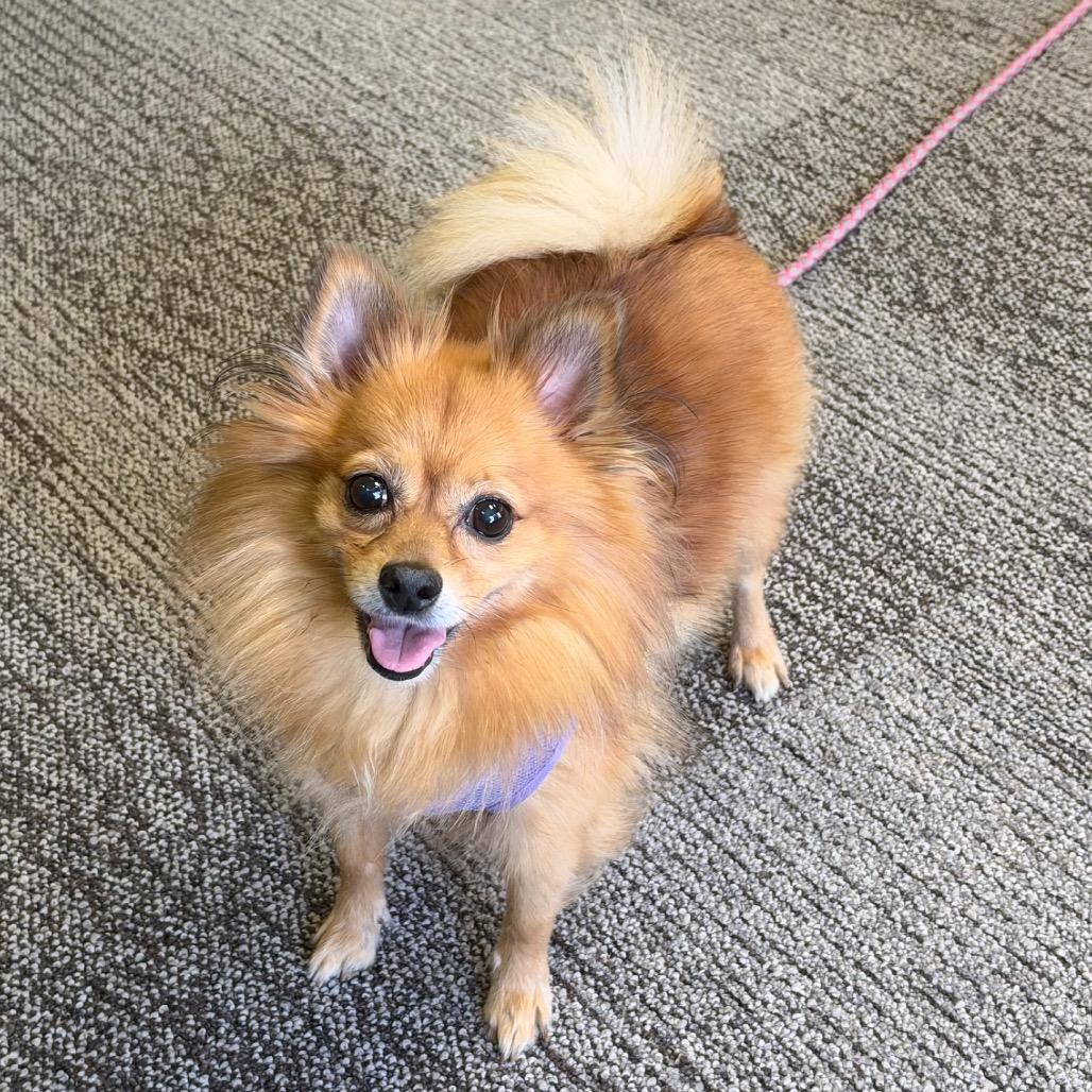 Willa, Adoptable, Adult Female Pomeranian & Mixed Breed.