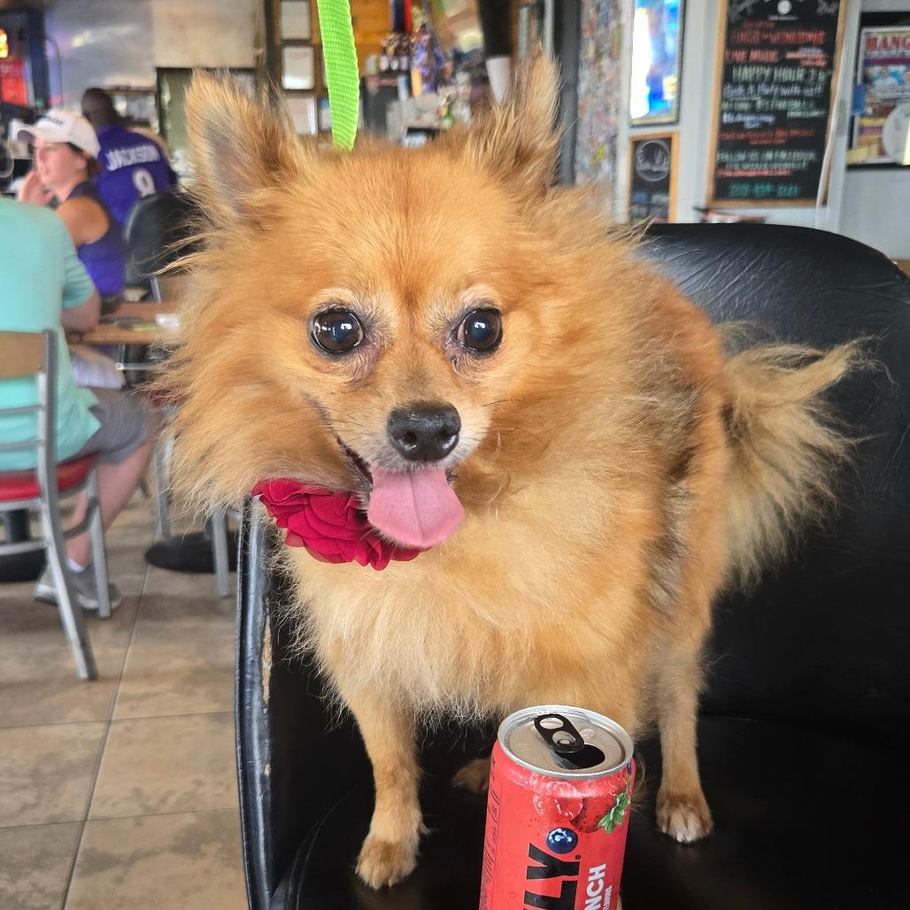 Willa, Adoptable, Adult Female Pomeranian & Mixed Breed.