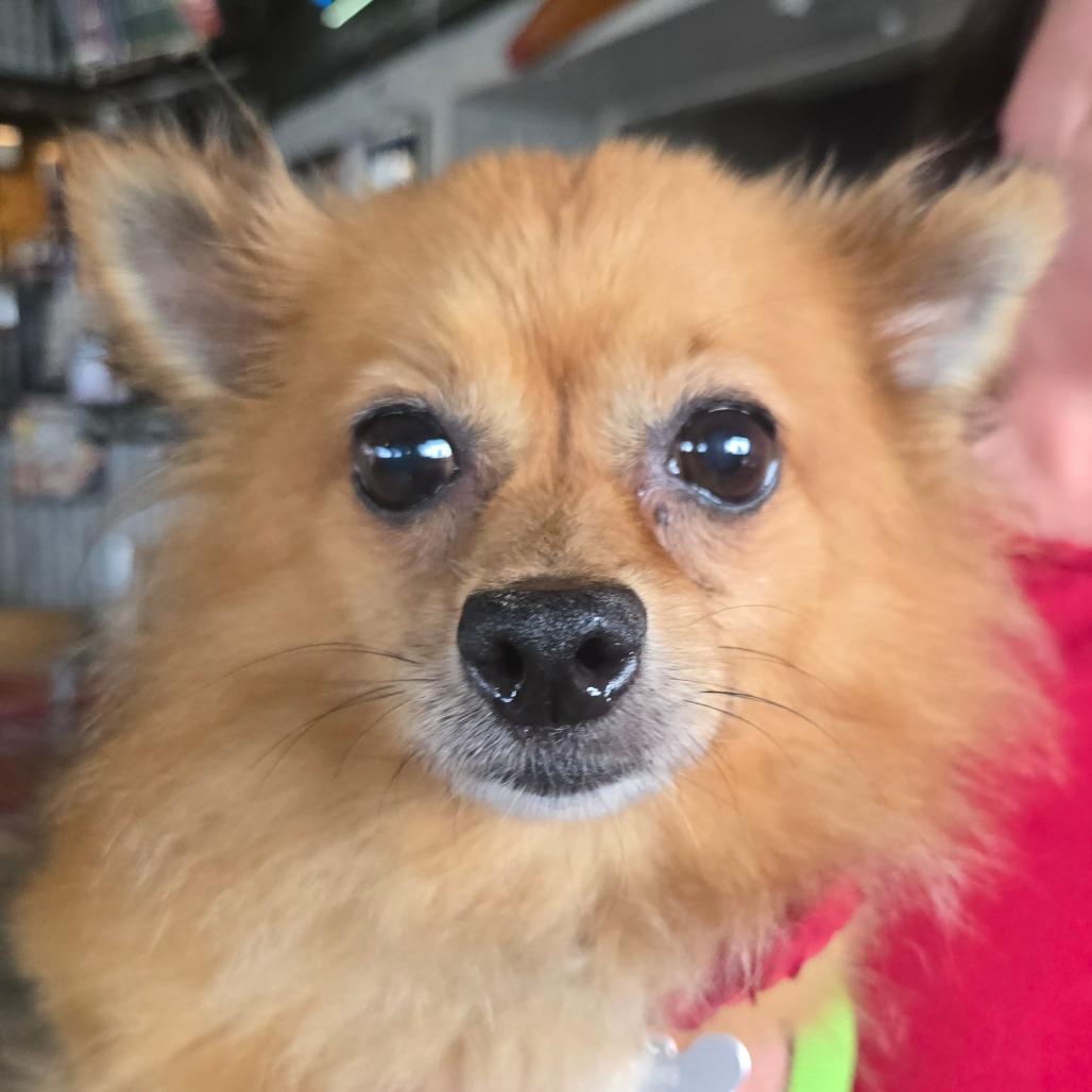 Enlarge Willa, a Adoptable mixed breed in Bessemer, AL image 2/6