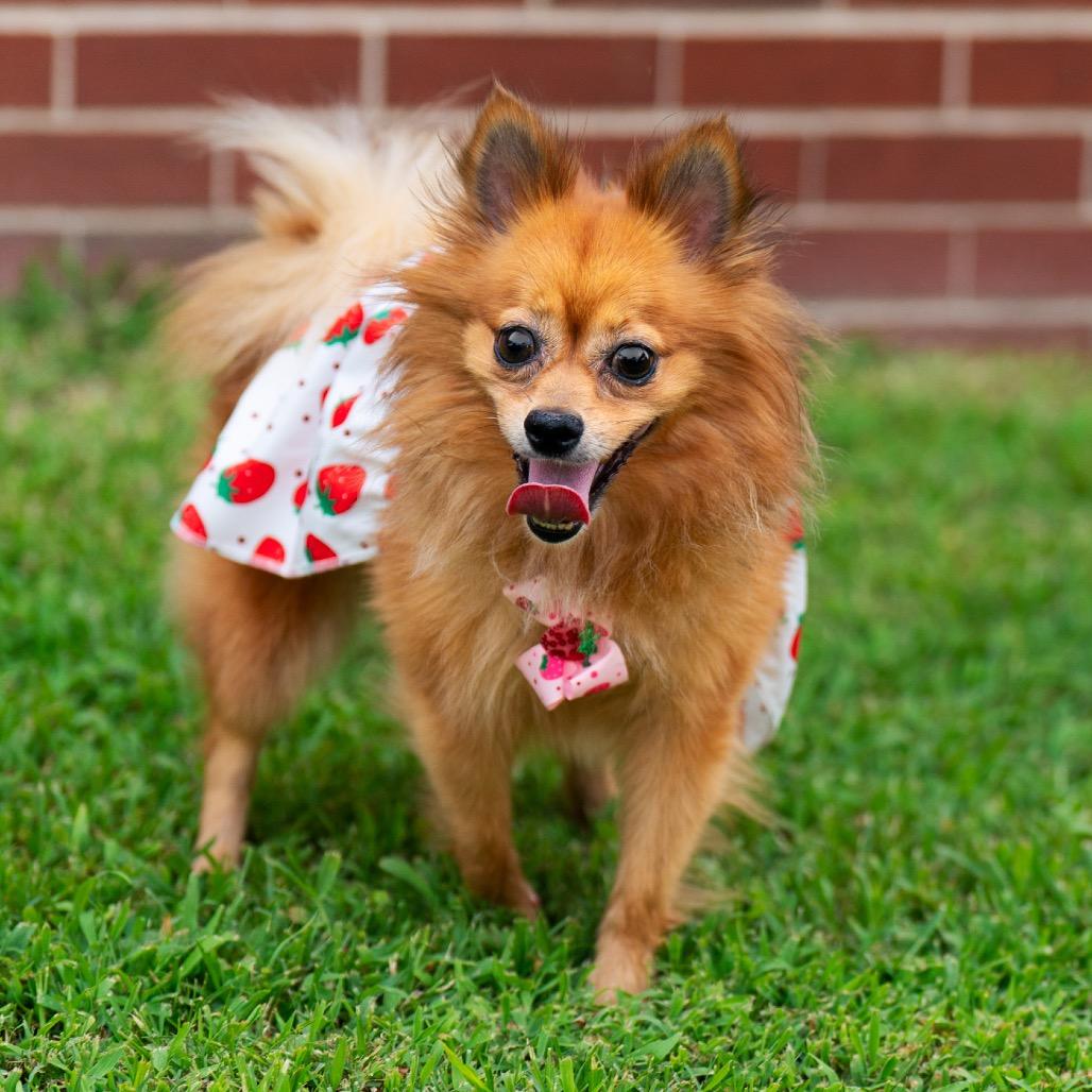 Enlarge Willa, a Adoptable mixed breed in Bessemer, AL image 3/6