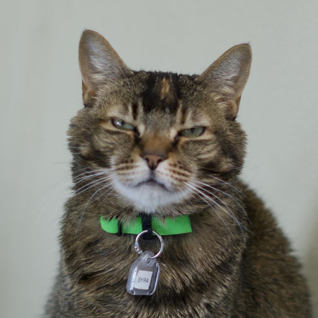 Syra, Adoptable, Senior Female Domestic Short Hair.