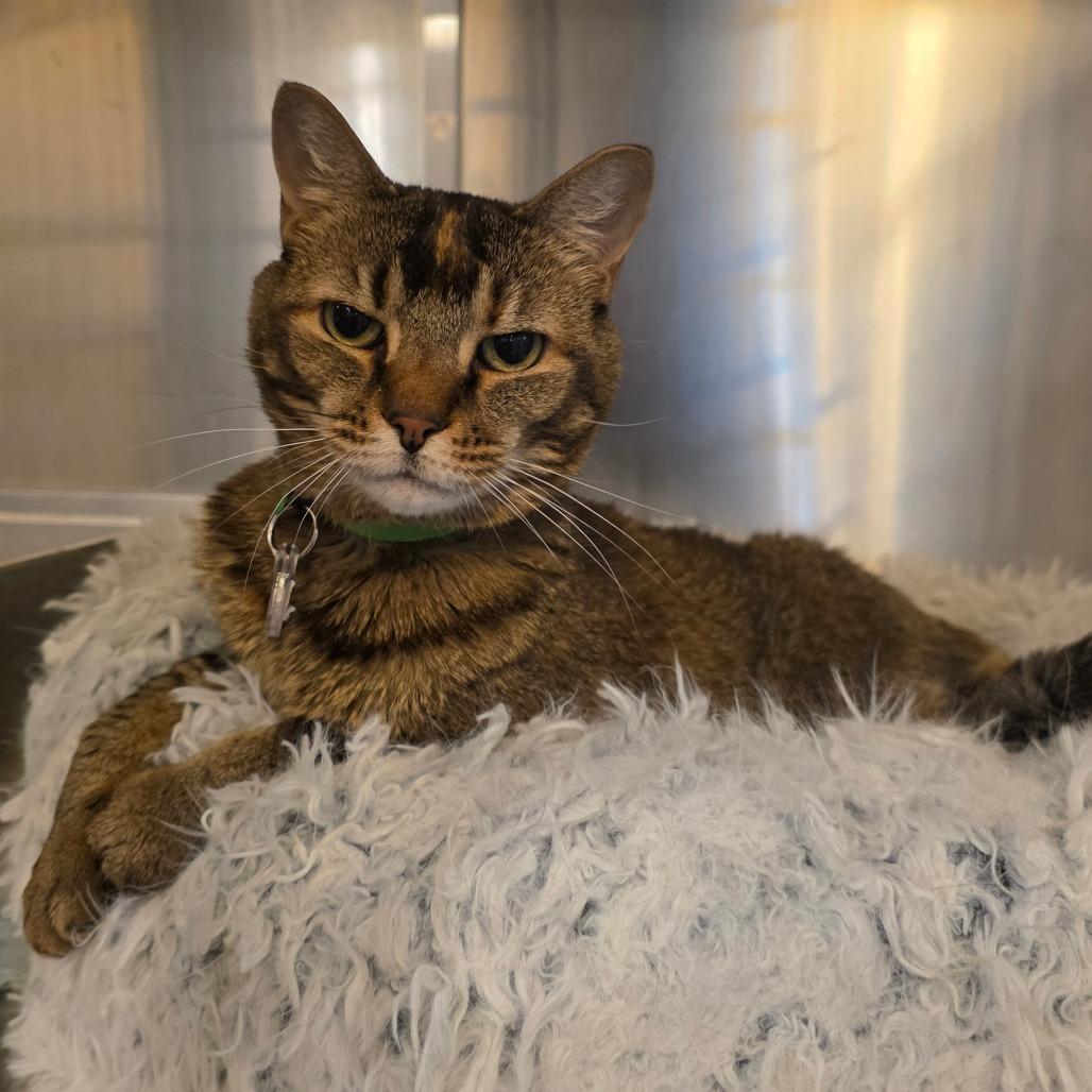 Syra, a Adoptable Domestic Short Hair in Lakewood, CO image 2/3