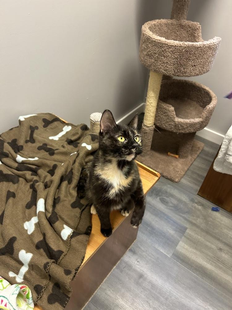 Mama (bonded with Bigsby), Adopted, Adult Female Domestic Short Hair & Calico.