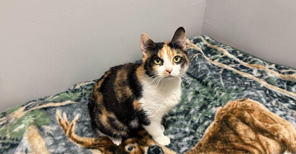 Mama (bonded with Bigsby), a Adopted mixed breed in Hudson, NH image 2/5