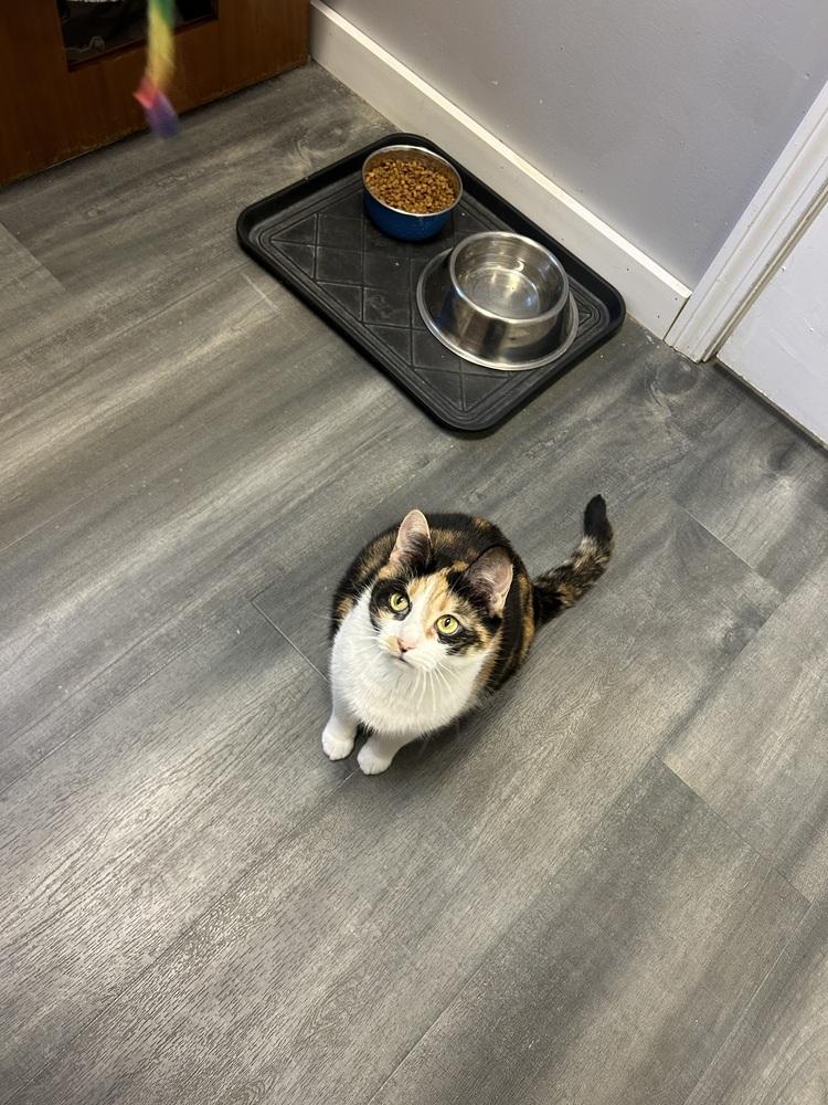 Mama (bonded with Bigsby), a Adopted mixed breed in Hudson, NH image 4/5