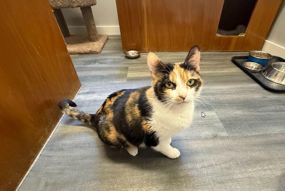 Mama (bonded with Bigsby), a Adopted mixed breed in Hudson, NH image 5/5