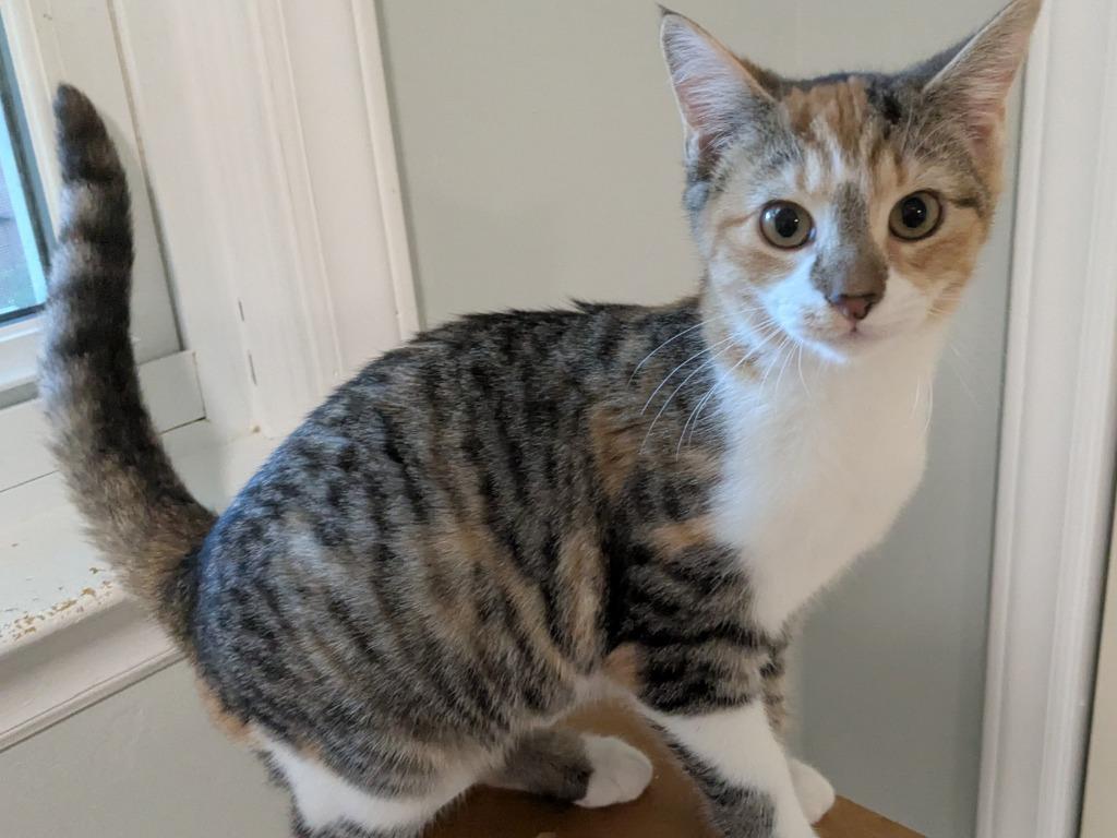 Amber, Adoptable, Kitten Female Calico & Tabby.