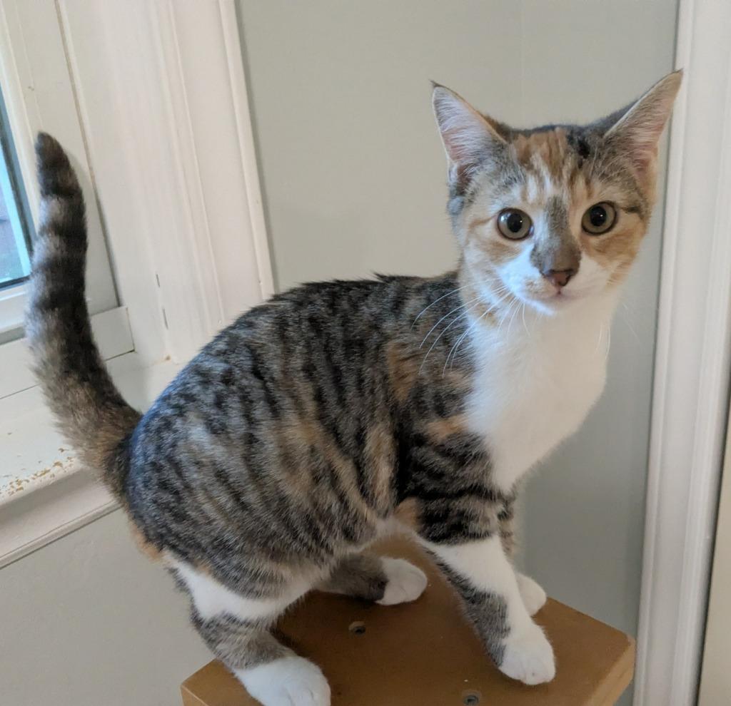 Enlarge Amber, a Adoptable mixed breed in Raleigh, NC image 2/2