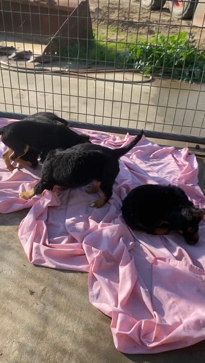 Enlarge Flash, a Adoptable mixed breed in Atwater, CA video 2/2