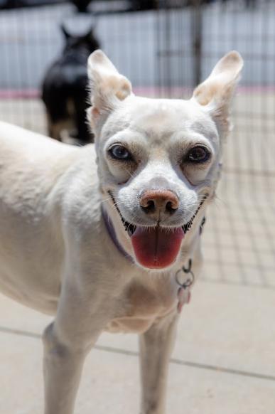 Jillie, Adoptable, Senior Female Chihuahua.