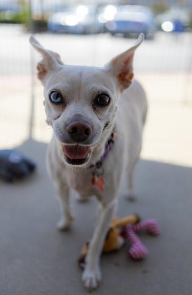 Enlarge Jillie, a Adoptable Chihuahua in San Diego, CA image 2/3