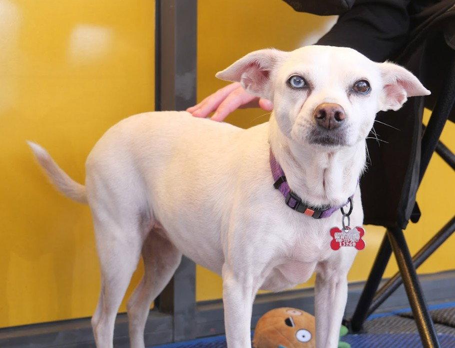Enlarge Jillie, a Adoptable Chihuahua in San Diego, CA image 1/3