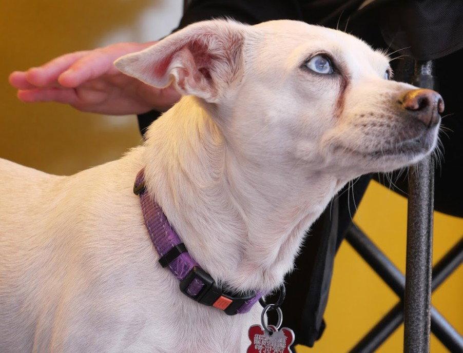 Enlarge Jillie, a Adoptable Chihuahua in San Diego, CA image 2/3