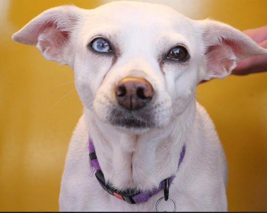 Enlarge Jillie, a Adoptable Chihuahua in San Diego, CA image 3/3